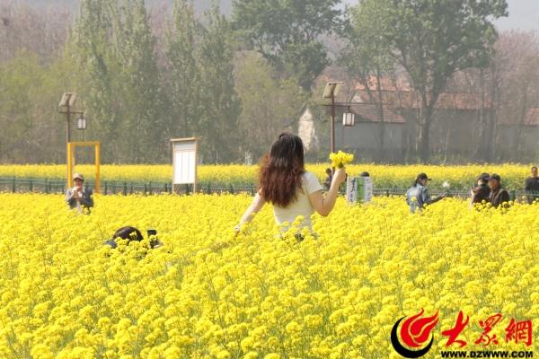 邹平西董百亩油菜花开 春日打卡正当时