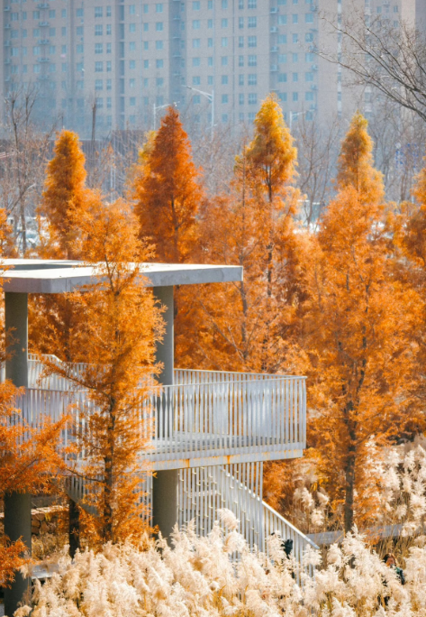 秋冬拍照超出片！郑州5个观赏水杉的好去处→