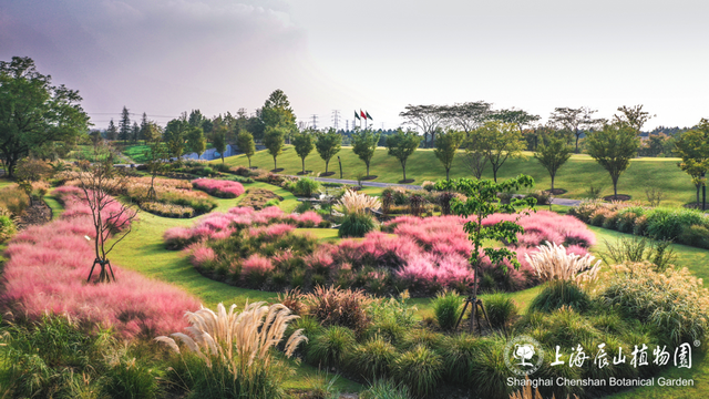 粉色“薄雾”弥漫，荻花飘逸洒脱……申城观赏草进入“最佳赏味期”