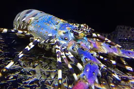 淡水里名副其实的“虾王”——小龙虾 | 微解生物多样性图片