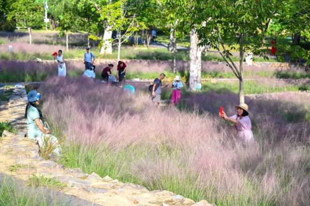 成片粉黛乱子草花海梦幻上线！这些公园火了！