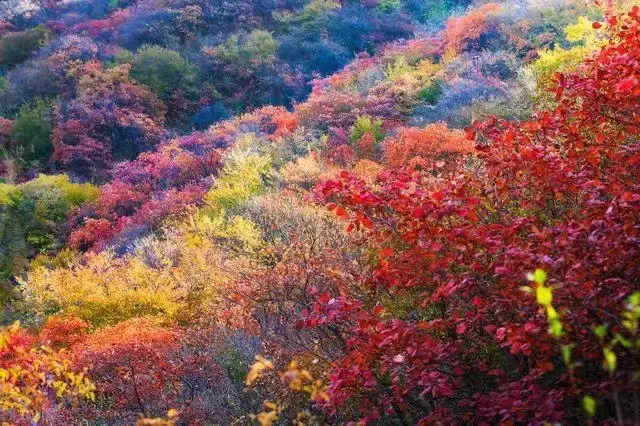 嵩山红叶预告，第一波惊艳正在上线！