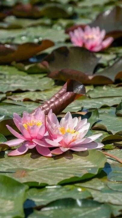 全球金奖！这次是——