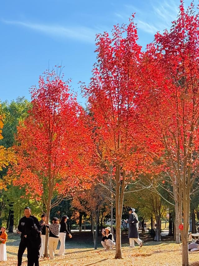 湖南农大枫林迎最佳观赏期！长沙赏枫全攻略请查收