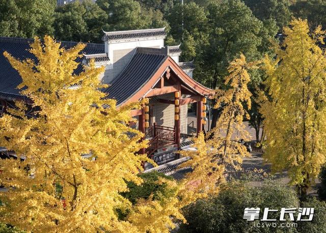 江天暮雪，一树金黄成诗｜组图