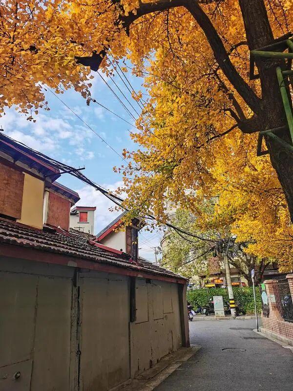 上海中心城区“树龄最长”：700岁古银杏即将迎来最美季