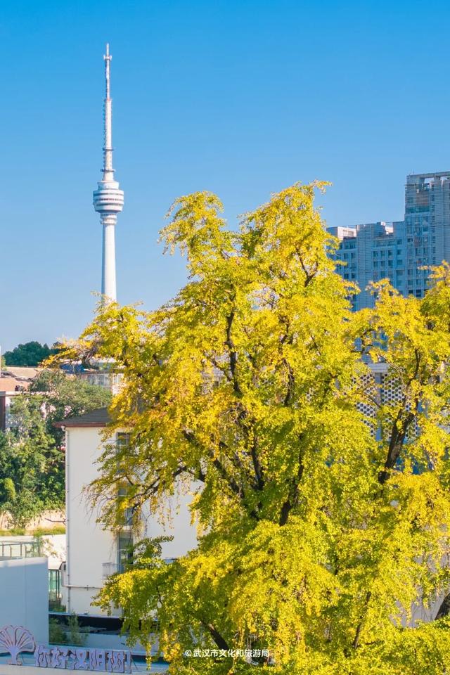 武汉为百年古树建公园，免费开放！