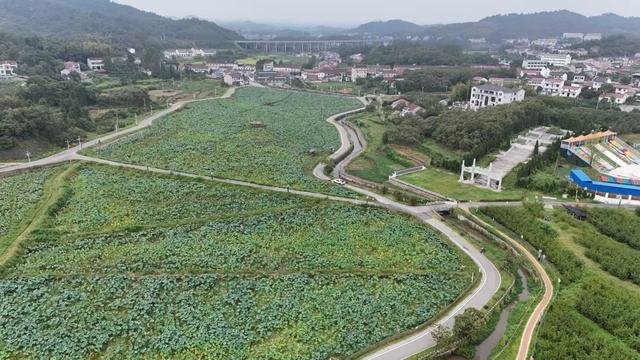 行笔江淮｜环万佛湖公路披“靓装” 成舒城生态旅游新名片