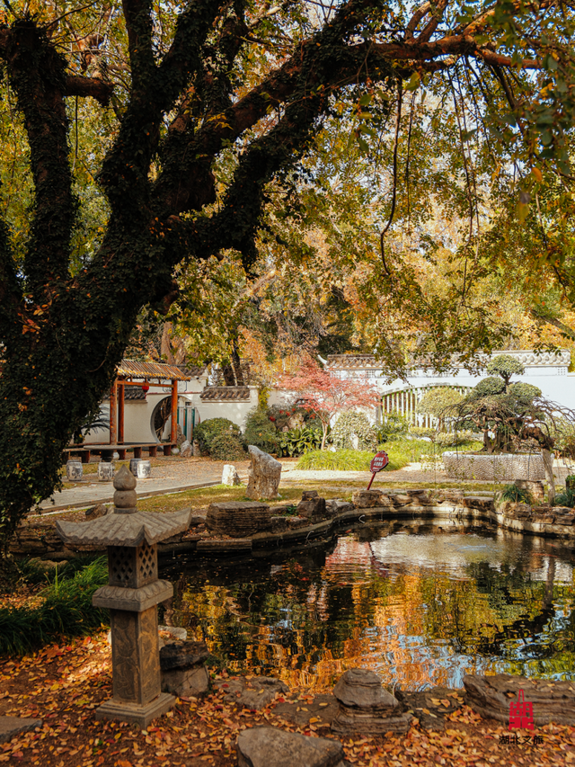 红红红红！红“枫”了！