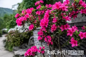 116品种杜鹃绽放！湄潭浥园杜鹃花节4月18日等你来赏图片