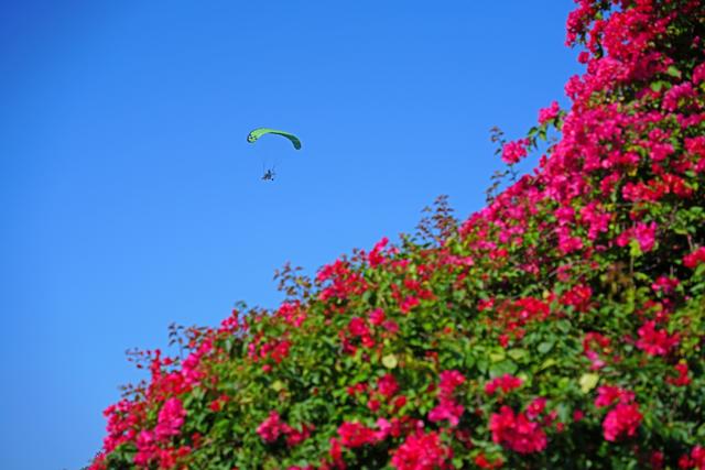 冬来赏花正当时