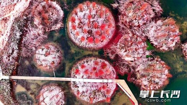 雪落大泽湖 湿地绘新卷｜组图