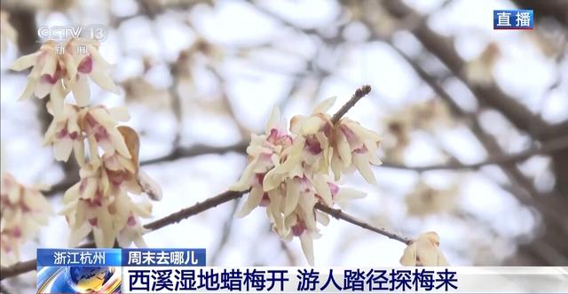 嗅梅香、赏梅韵 “梅”好时光激活周末经济