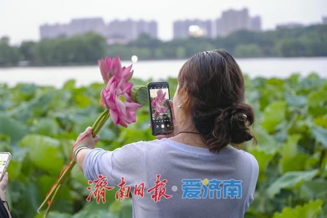 一年四季 泉在济南丨初秋荷韵醉游人