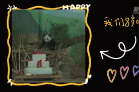 萌翻全场！“国宝”兄妹8岁了图片