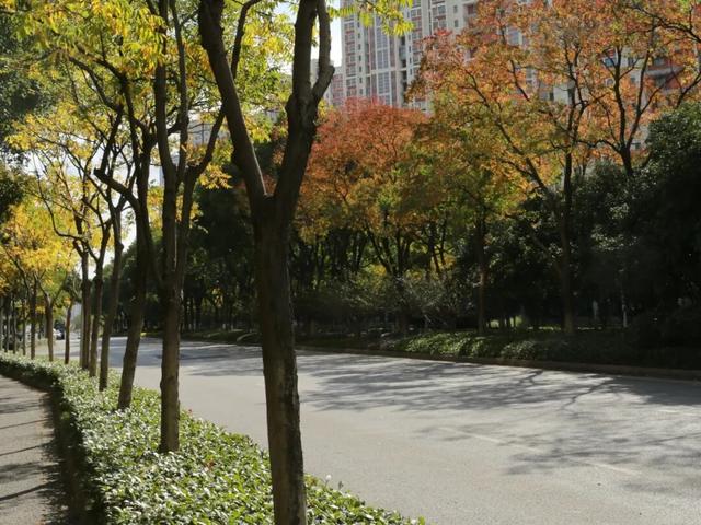 绿→黄，姑苏秋意进行时......