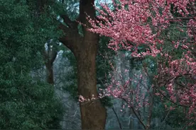 升温了！长沙春日限时「追花地图」已上线~图片
