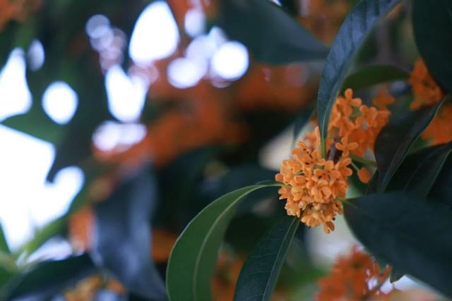 点 击 ↑ 看莲都的秋天