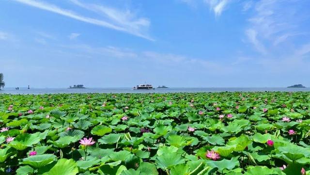 重磅消息！免票！滕州微山湖红荷湿地面向山东省内游客免门票啦