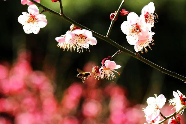 漫谈圆明 | 我和圆明园的十余年