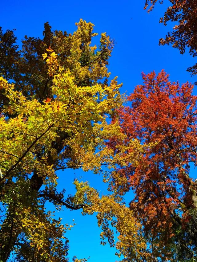 来建宁！去有“枫”的地方