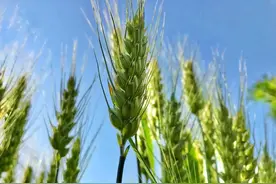 快收藏！别人再问你“五谷”指什么？这样回答图片