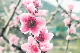 龙泉山桃花开了图片