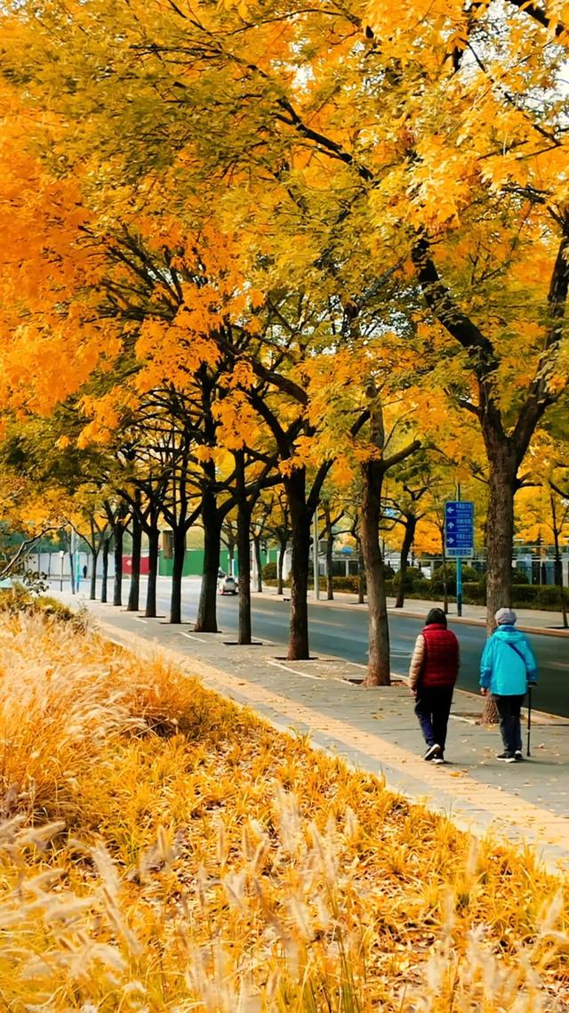 黄金大道秋意浓，石景山这条路进入最佳观赏期！