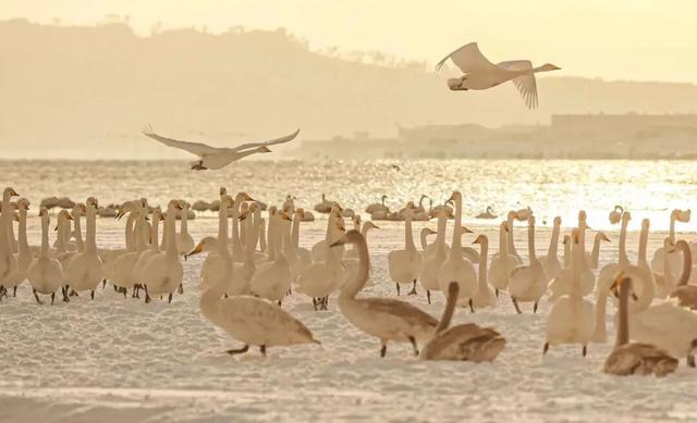 乘着高铁游威海 | 下一站，荣成！