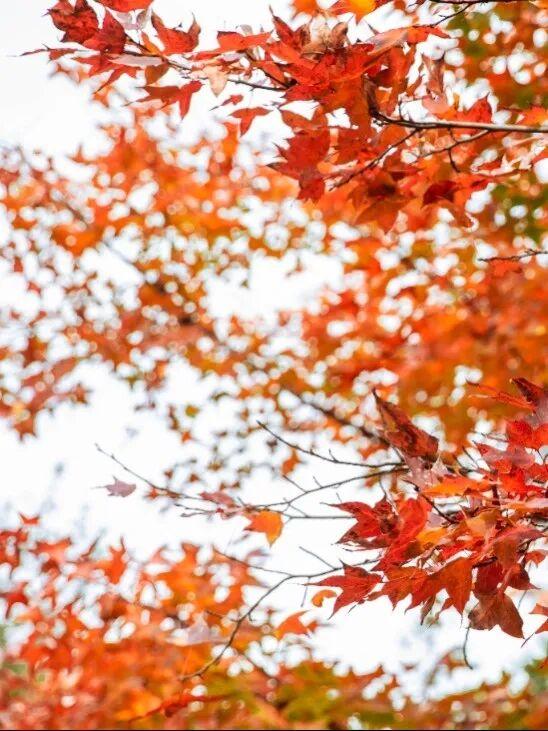 去有“枫”的地方，团风大崎山“枫”景正好！