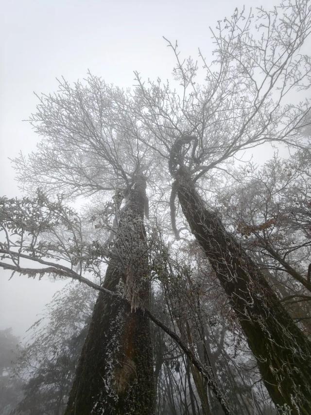 美如童话！融水尧告牧场迎来今冬首场雾凇