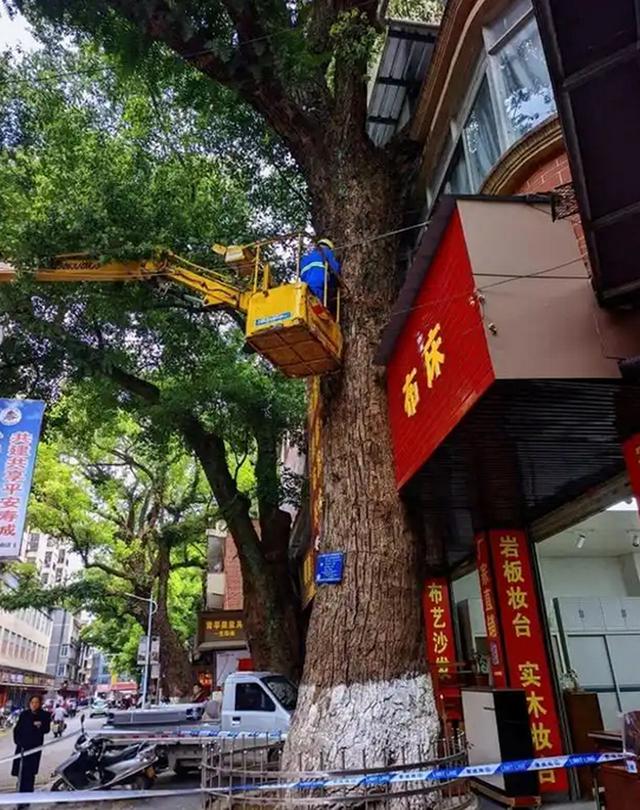 广西一220年珍贵古樟树遭多次投毒