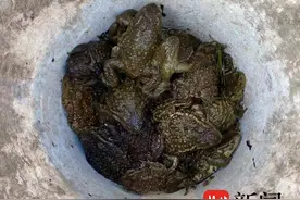 警林联动， 31只野生中华蟾蜍回归自然图片