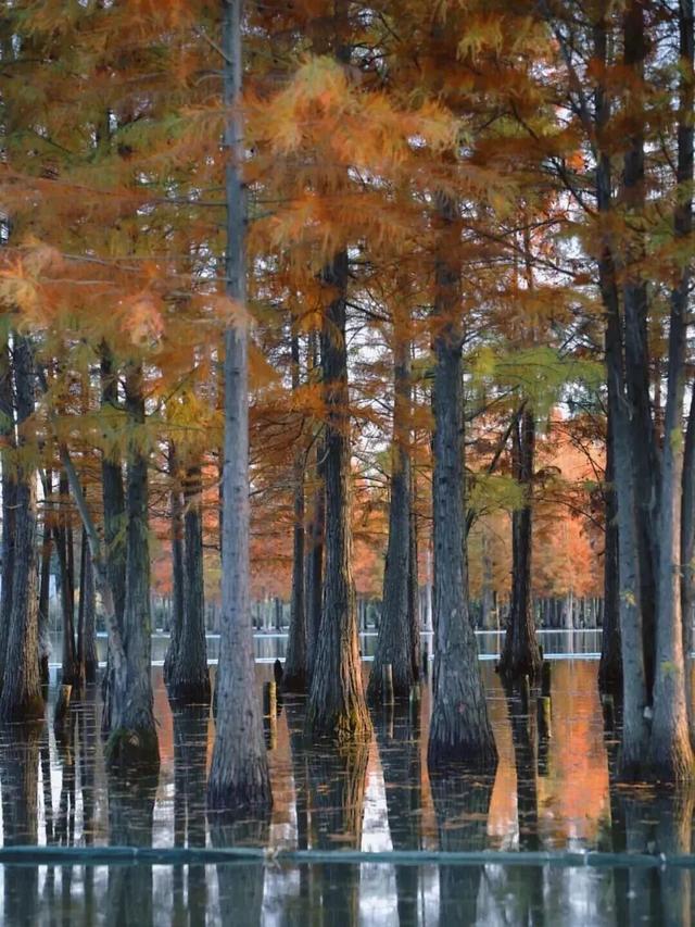 成都限定红！水杉最美季节上线，赶紧打卡！