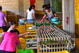 评论｜三华李不愁卖，信宜茶山如何“摇”年轻人？图片