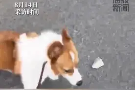 “马上擦掉狗尿”女子宠物狗尿到车胎上惹怒车主，居委会：狗主人已报警图片