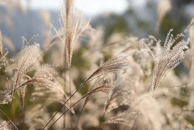 属于福安人的第一场“雪”来了！