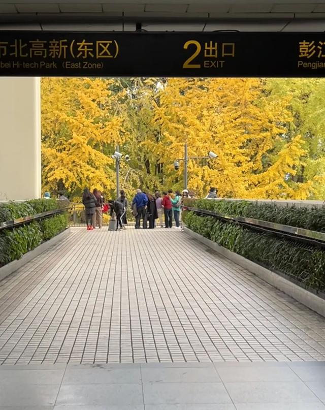 金色长廊加载中！静安这条道路银杏渐入佳境↑