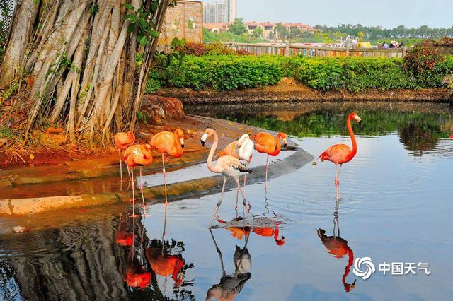 海南澄迈温暖舒适 红树湾湿地公园火烈鸟悠闲自得