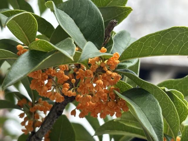 秋意渐浓，桂花灼灼映西坡