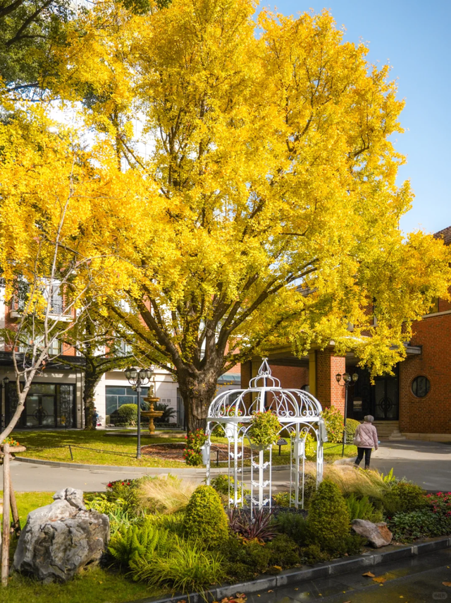 百年银杏+红枫草坪！藏在上海市中心的英式庄园化身现实版秋日童话秘境→