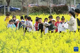 浙江诸暨：万亩花田扮靓美丽乡村图片