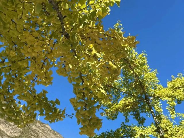 出发！来四川淘“金”