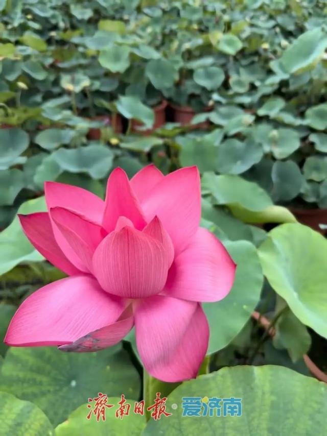 一年四季 泉在济南｜济南第39届荷花艺术节启幕，邀您共赏湖畔荷韵盛宴！