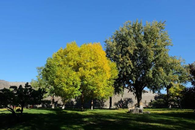 不必扎堆地坛公园！东城区赏秋攻略，一图收藏