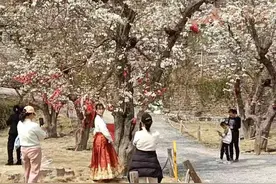 淄博600岁梨树繁花正艳图片