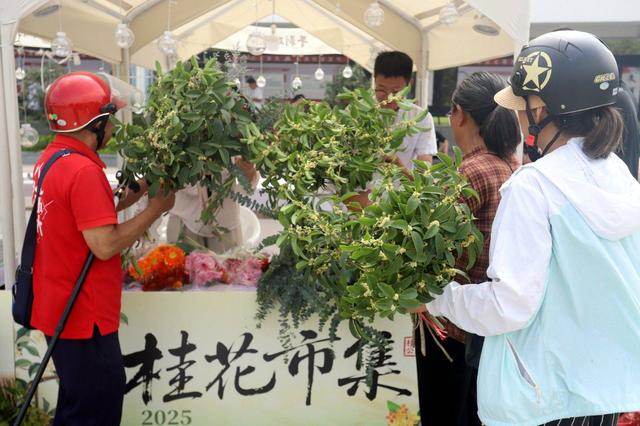 江苏苏州：“花漾苏州 桂香满城”桂花市集开市