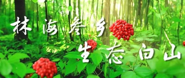 践行“两山”理念看发展 | 长白山华美胜地入选我省首批“中医药+文旅”试点场景