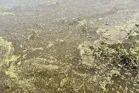 “湖北之肾”：八年四次被中央环保督察点名，洪湖水生态状况持续下滑视频封面