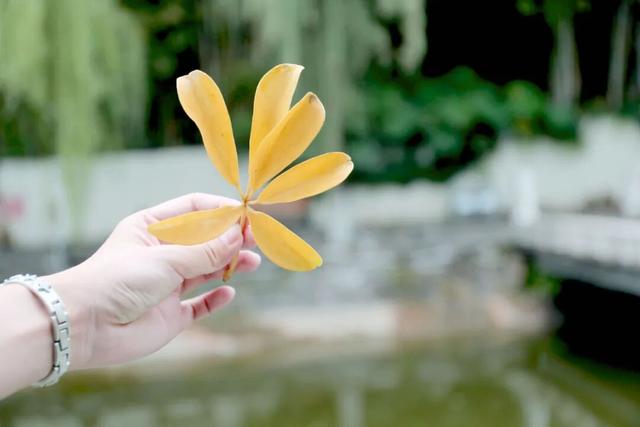 谁说秋天是黄色的？攀枝花的秋天，偏偏与众不同……